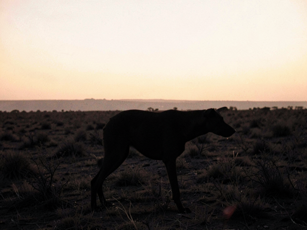 Sighthound at Dusk