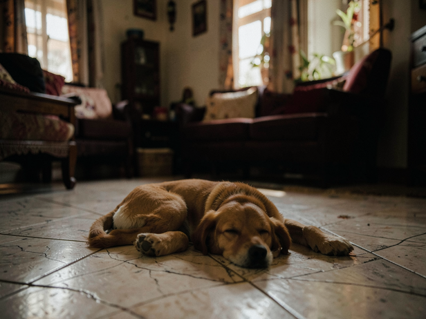 Dog naps on cool tiles