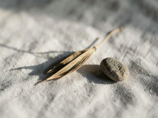 Dried Seed and Pebbles
