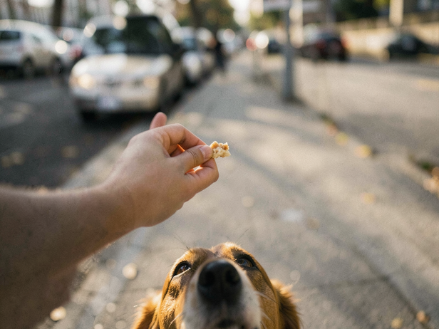 Hand offers food, dog waits