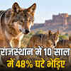 राजस्थान में भेड़ियों की संख्या में भारी गिरावट: 10 साल में 48% कम हुए, वन्यजीव संरक्षण पर गंभीर सवाल | Sharp Decline in Wolf Population in Rajasthan: 48% Decrease in 10 Years, Serious Questions on Wildlife Conservation