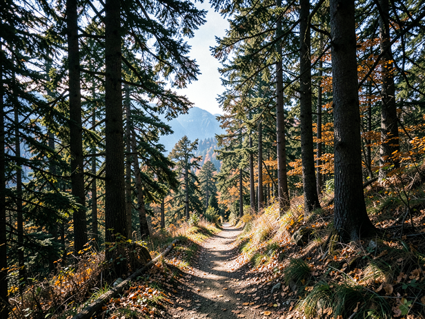 Himalayan Forest Path