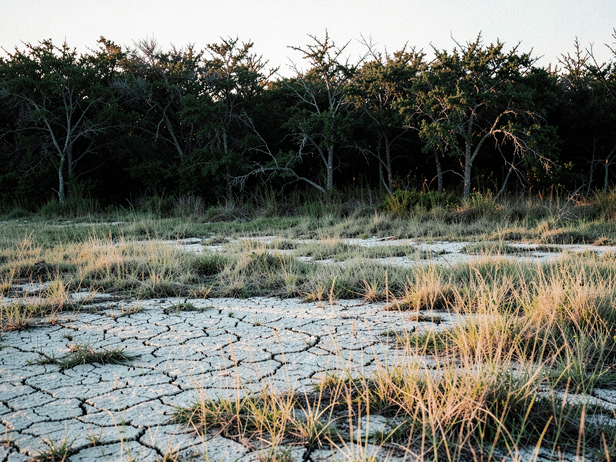 Saline Dawn, Mesquite Wall