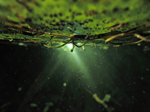 Underwater Hyacinth Roots
