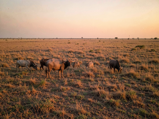 Kutch Buffalo Dusk Grazing