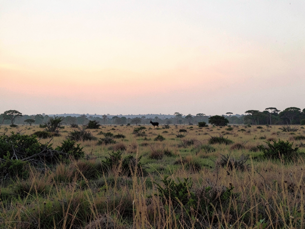 Deccan Dawn Blackbuck
