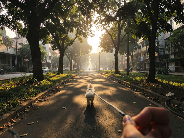Morning Walk, Urban Park