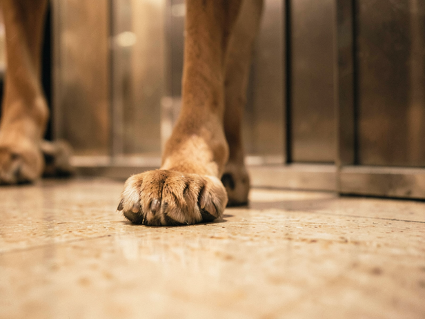 Dog Paws by Elevator