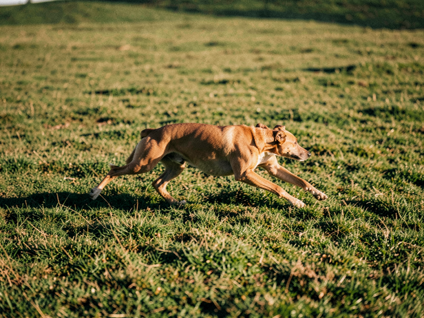 Sighthound in Full Flight