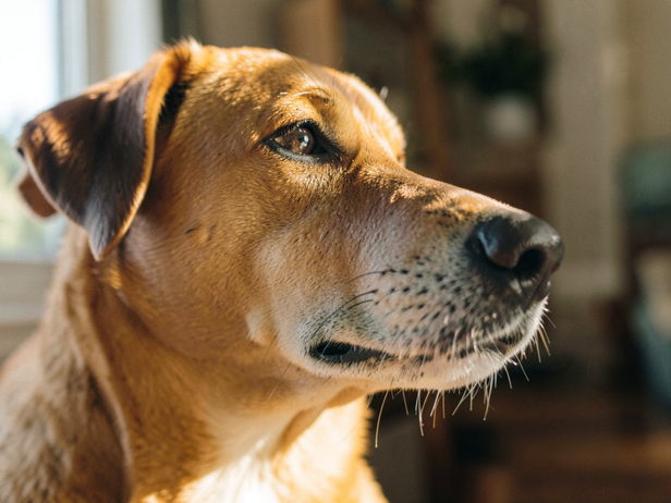 Relaxed Dog in Afternoon Light