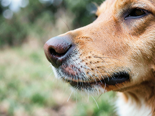 Dog's Keen Sense of Smell