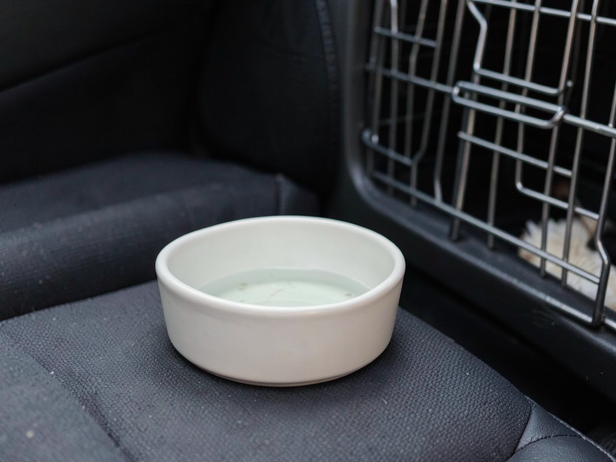 Pet Travel Essentials