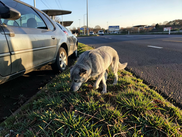 Senior dog's quiet highway pause