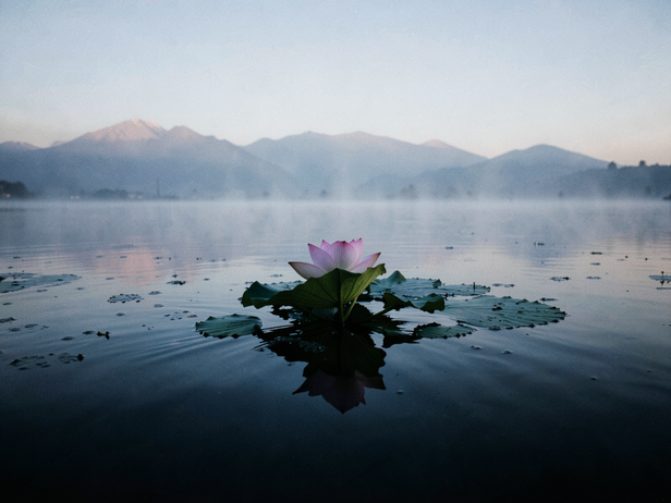 Dawn Lotus Mist
