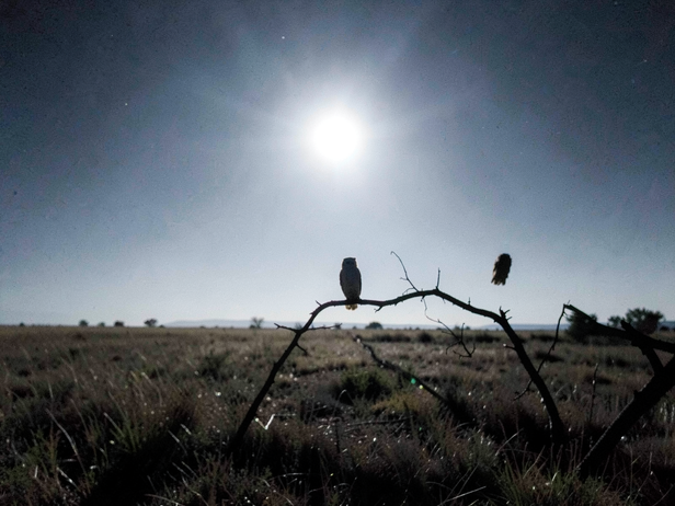Moonlit Owl Silhouette