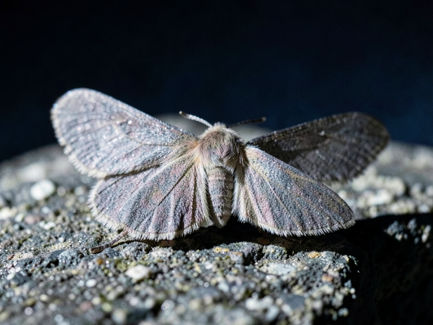 Moonlit Moth on Stone