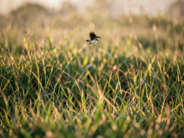 Leaping Florican in Golden Light
