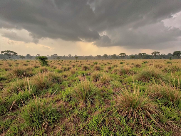 Monsoon Grassland Panorama