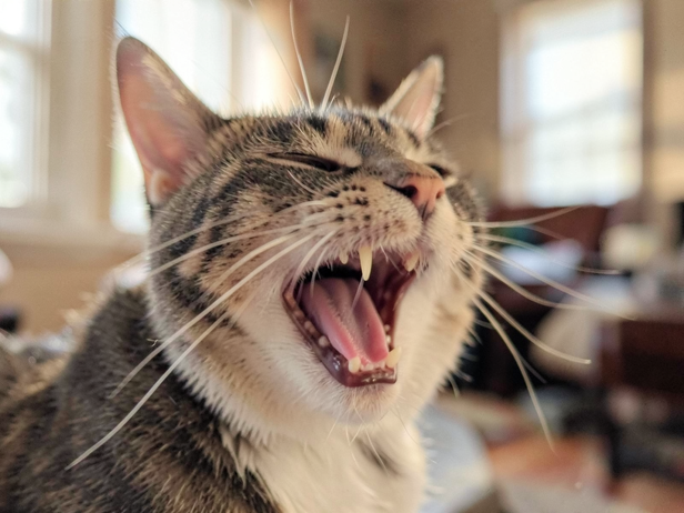 Cat's Gentle Yawn