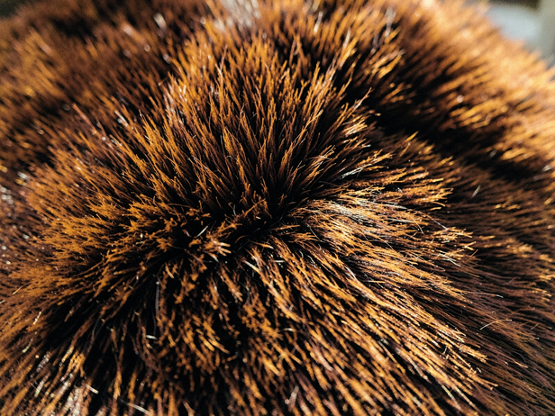 Amber and Black Fur Macro
