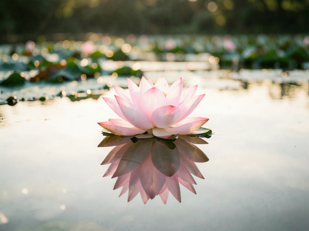 Lotus Dawn Reflection