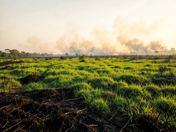 Grassland Rebirth After Fire
