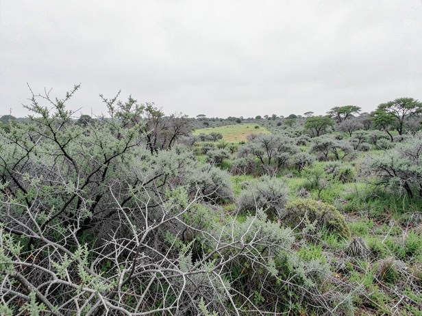 Grassland Lost to Scrub