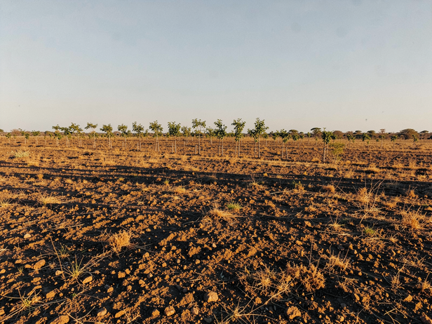 Indian Scrubland Saplings Emerge