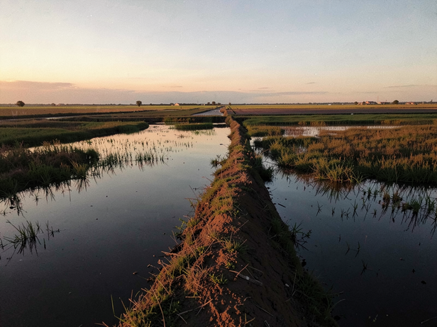 Dusk Wetland Landscape