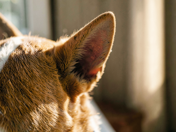 Dog's Alert Ear