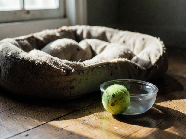 Dog's quiet morning corner