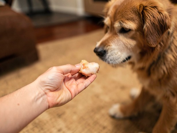 Offering Chicken to Dog