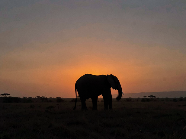 Solitary Elephant at Dusk