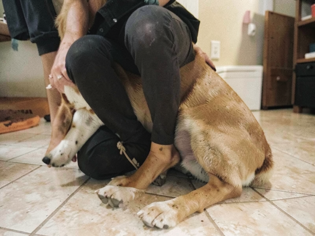 Dog's Comforting Embrace