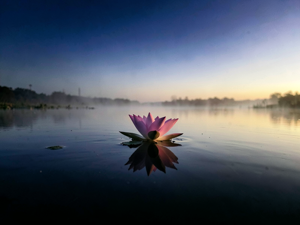 Dawn Lotus Reflection