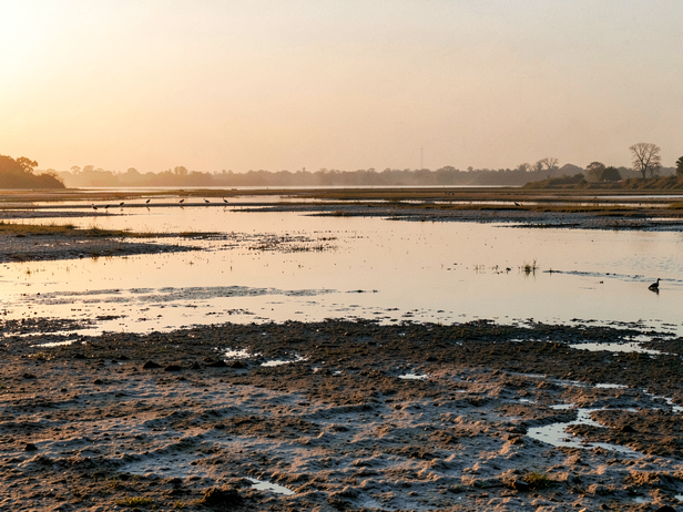 Dawn Wetland Landscape
