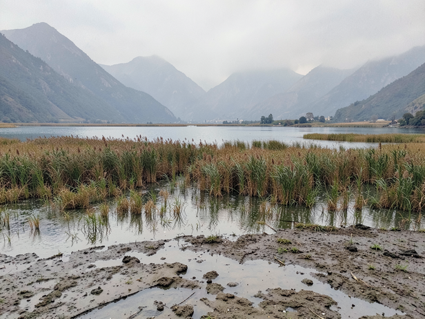 Himalayan Wetland Dawn