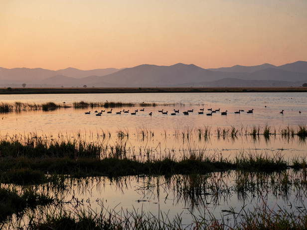 Waterfowl Descend at Dusk