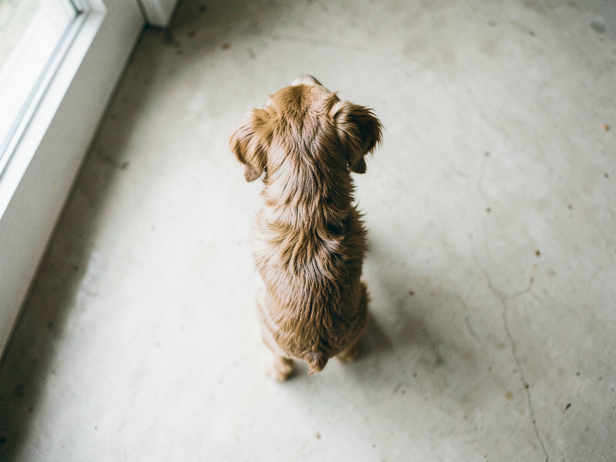 Dog's healthy body assessment