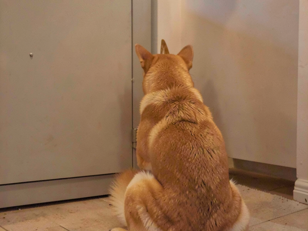 Shiba Inu waits patiently