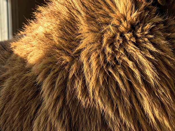 Lion Dog's Golden Coat