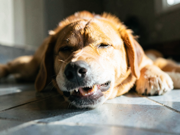 Dog's Quiet Moment