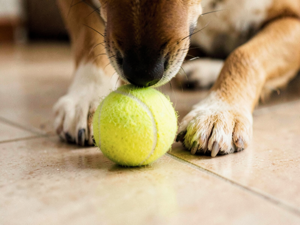 Dog's Playful Sniff