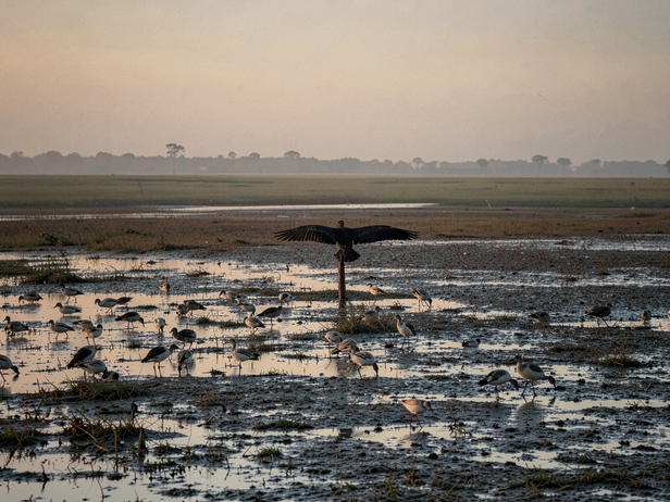 Dawn Wetland Feeding Frenzy