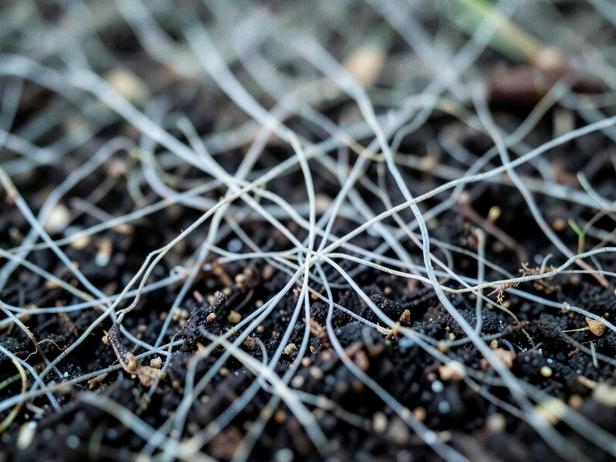 Fungal Hyphae on Soil