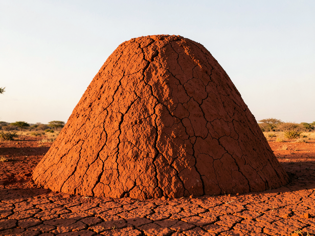 Termite Mound in Dry Soil
