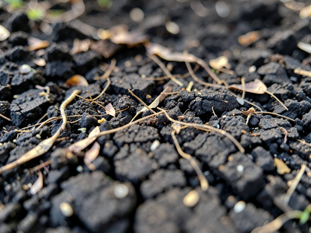 Cracked Earth and Leaf Litter