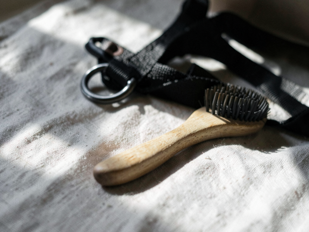 Grooming Essentials Laid Out