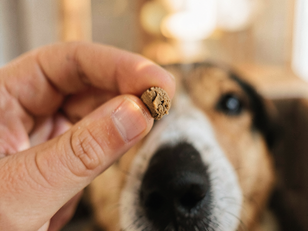 Treat Lure for Dog