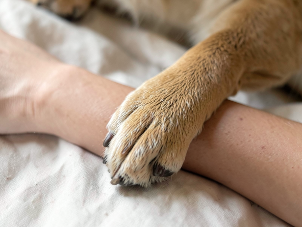 Gentle Paw Connection